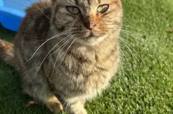 Chat trouvé Grand-Fougeray, photo: Chatte tachetée docile trouvée Grand-Fougeray