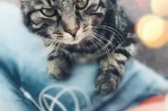 Chat tigré 14 ans perdu à Saint-Lô - photo