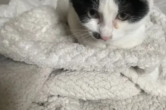 Chat trouvé Sin-le-Noble, photo: Chaton noir et blanc trouvé à Sin-le-Noble