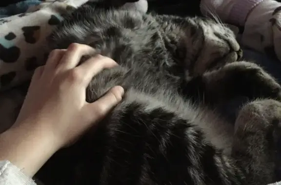 Chat mâle tigré câlin trouvé à Montbéliard - photo