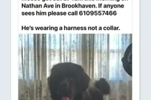 Lost Brown Newfoundland on Nathan Ave