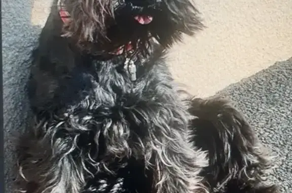 Daisy, schnauzer 15 ans disparue à Malemort - photo