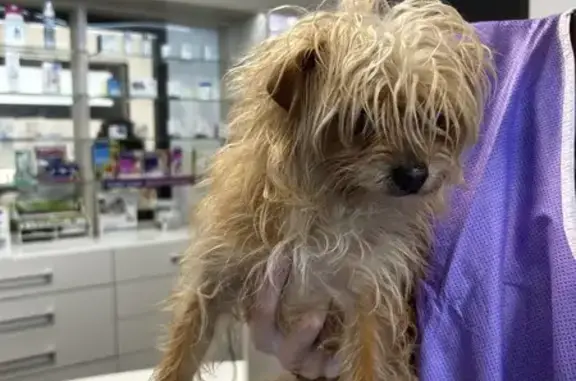 Chien trouvé à Plan de Campagne (13) - photo