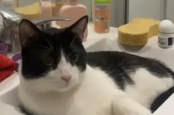 Chat perdu, craintif et jamais sorti dehors - photo