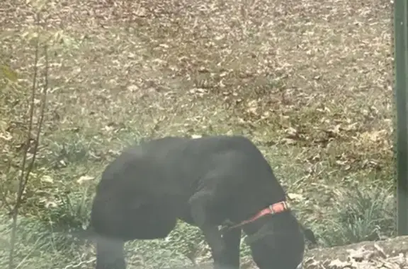 Found Dog: Orange Collar, Metal Chain