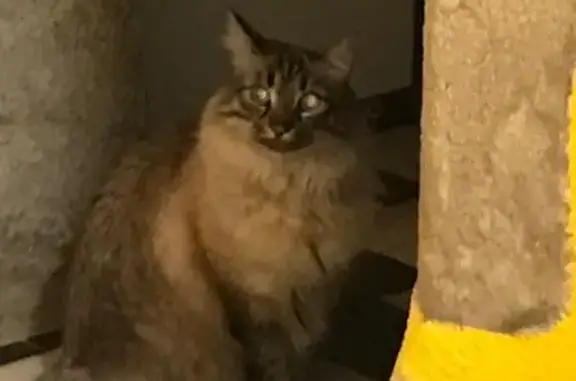 Chat crème yeux bleus perdu à Saint-Paul - photo