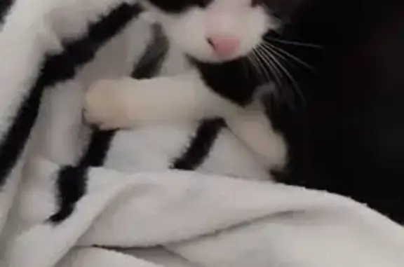 Chaton noir et blanc trouvé à Troyes - photo