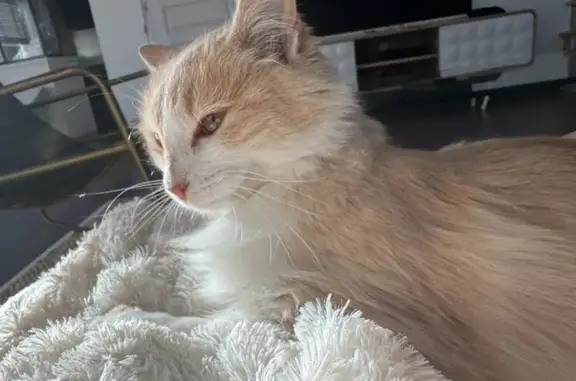 Chatte timide trouvée à Narbonne - photo