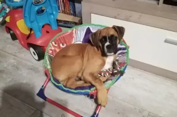 Chien perdu Le Langon, photo : Boxer bringé perdu, collier rouge, Le Langon