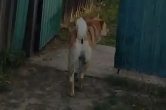 Зник собака в Києві: допоможіть знайти Мухтара!