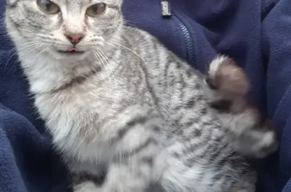 Chaton tigré gris-blanc trouvé à Estables - photo