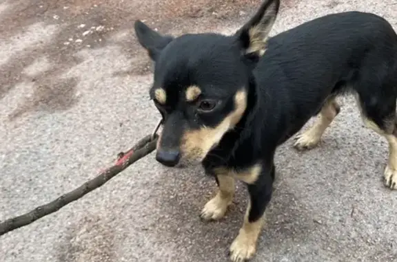 Chien trouvé Villemandeur, photo: Chien croisé trouvé, non identifié, Villemandeur