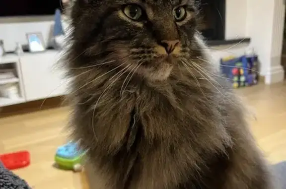 Chat perdu, Meyzieu, photo: Maine Coon sociable perdu à Meyzieu