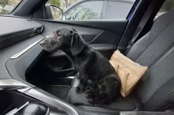 Animaux trouvés Bellegarde, photo: Jeune chienne noire trouvée à Bellegarde