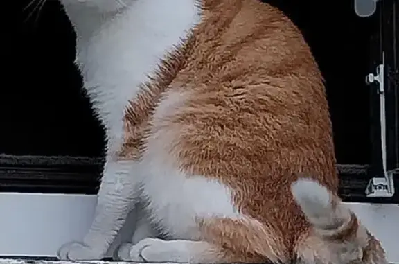 Animaux perdus Champagne-sur-Seine, photo: Chat mâle roux et blanc perdu à Champagne