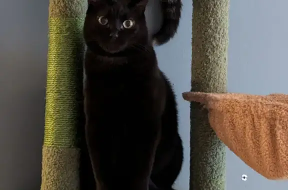 Chat perdu : mâle noir, tache blanche, Aoste - photo