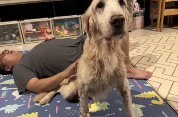 Lost Golden Retriever Found in Singapore