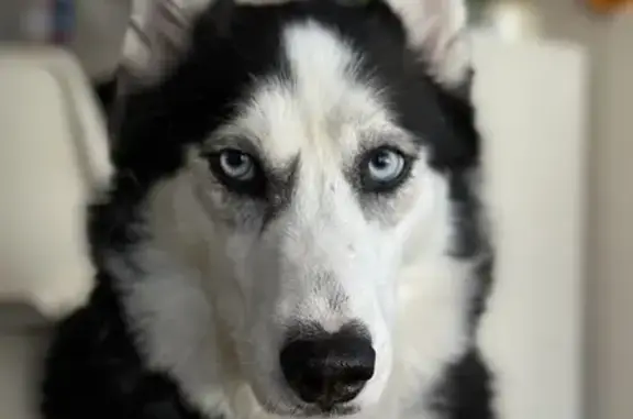 Missing Husky: Black & White, Needs Meds