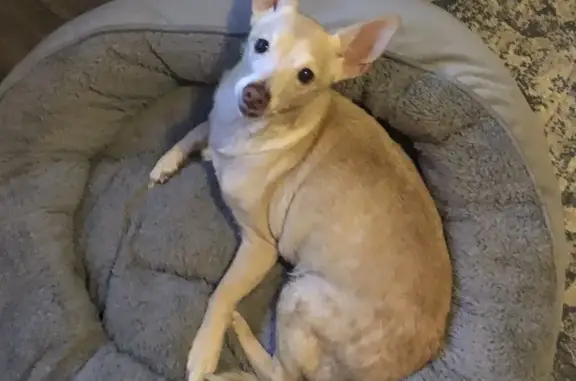 Lost Chihuahua Terrier in Waianae