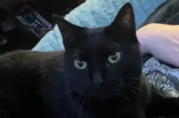 Missing: Friendly Black Cat in Wichita