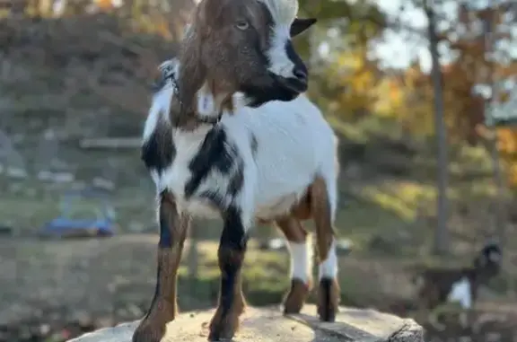 Missing dog , photo: Friendly Nigerian Dwarf Buck Missing