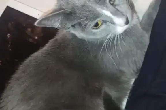 Lost Grey Cat Mimi - 85th St, Burbank