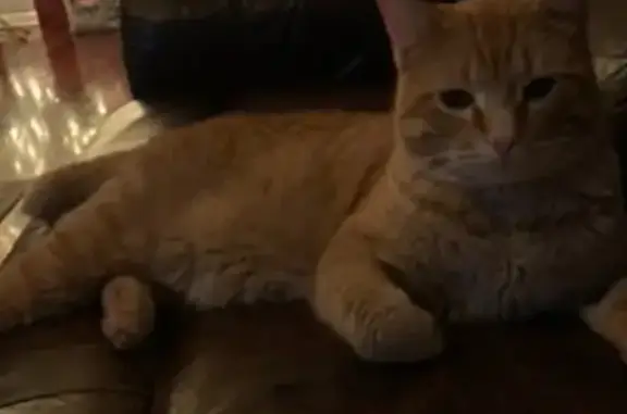 Lost Orange Cat w/ Plaid Collar, Lyons