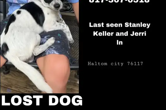 Lost Chihuahua: White with Black Spots