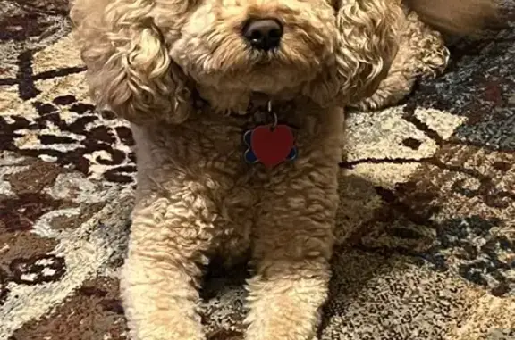 Lost Goldendoodle: Reward on Riverdale Rd