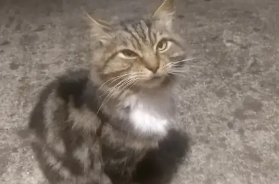 Friendly Tabby Found in Hull Garden