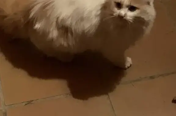 Chat trouvé à Pibrac, très sociable - photo