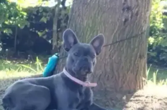 Chien Perdu : Bouledogue Français Kira - photo