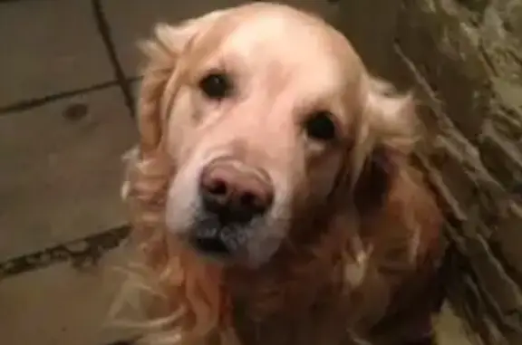 Chien perdu Laillé, photo : Golden Retriever 14 ans perdu à Laillé