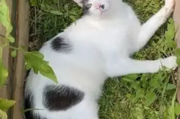 Chat mâle 6 ans perdu à Abbans-Dessus - photo