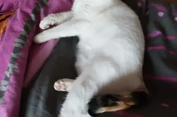 Chat perdu, Plumergat, photo: Chatte tricolore disparue à Plumergat