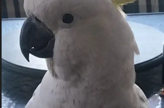 Missing Cockatoo: Elvis Lost i...