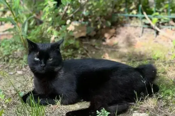 Chat perdu, Carpentras, photo: Chat noir perdu à Carpentras, pucé et stérilisé