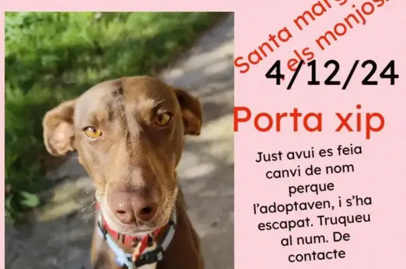 ¡Perro perdido en Santa Margarida!