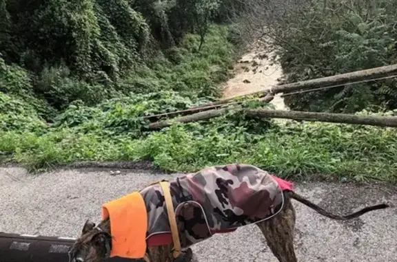 Perra Galgo Perdida: Alma en Taradell