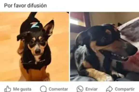 Perro Perdido: Platanito, Cachorro Amigable