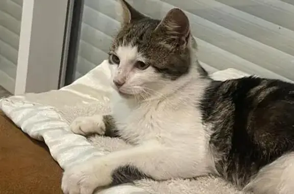 Chaton trouvé à Marsilly, très câlin - photo