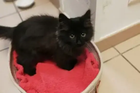 Chatte noire trouvée, rue Saint-Jory - photo