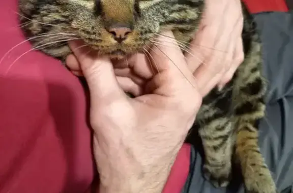 Animaux trouvés Saint-Claude, photo: Chat trouvé, gentil, blessé à l'oreille