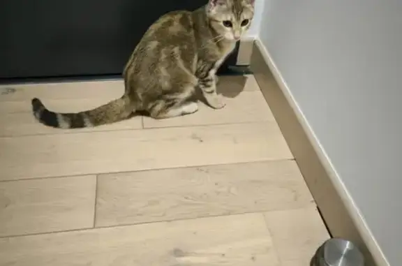 Chat trouvé Salaise-sur-Sanne, photo: Chatte crème 6 mois trouvée à Salaise
