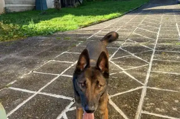 Chien mâle trouvé à Vic-Fezensac - photo