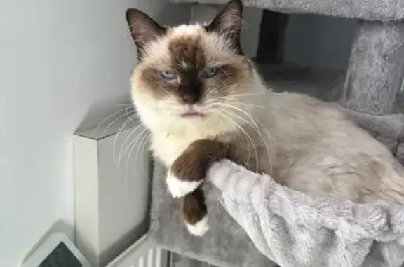 Missing Ragdoll Cat: Ula from Bretford Rd