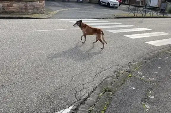 Chien trouvé , photo: Chien errant maigre et craintif à Dannelbourg