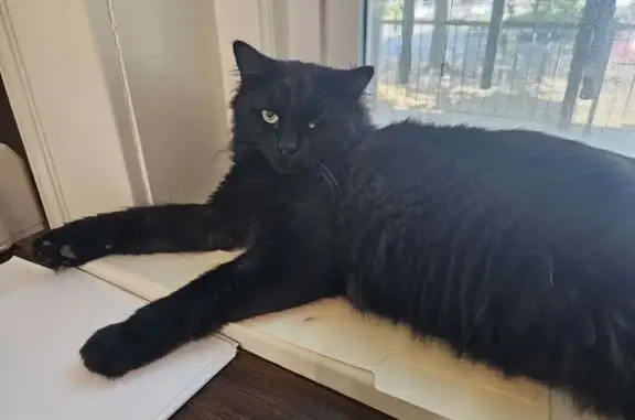 Lost Black Cat with Lazy Eye in KC