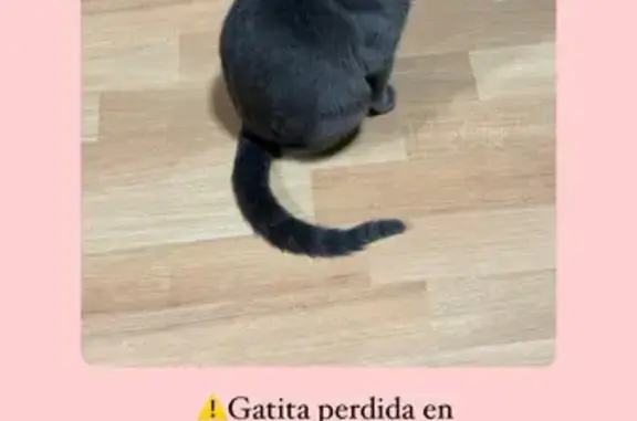 Gatos perdidos, , foto: ¡Ayuda! Gata Gris Perdida en Cardedeu