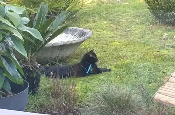 Chat trouvé La Tremblade, photo: Chat trouvé près de l'aire de camping-cars